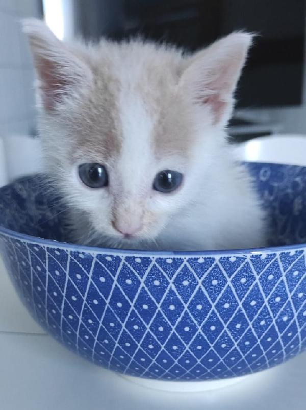 ANGY è uno splendore di micia Foto 6